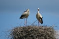 White stork couple. Ciconia ciconia. Latvia.